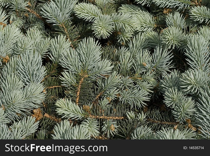 The texture of silver spruce.