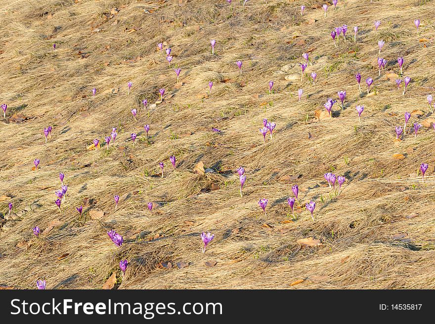 A lot of purple crocus flowers blooming in long dry grass. A lot of purple crocus flowers blooming in long dry grass.
