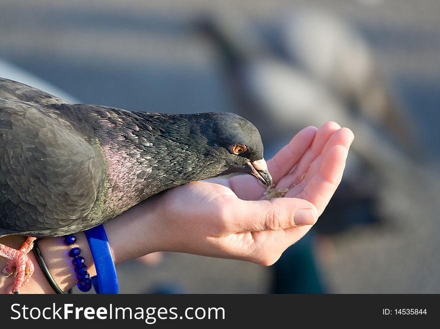 Woman cares of pigeon that is feeding seeds from palm. Woman cares of pigeon that is feeding seeds from palm