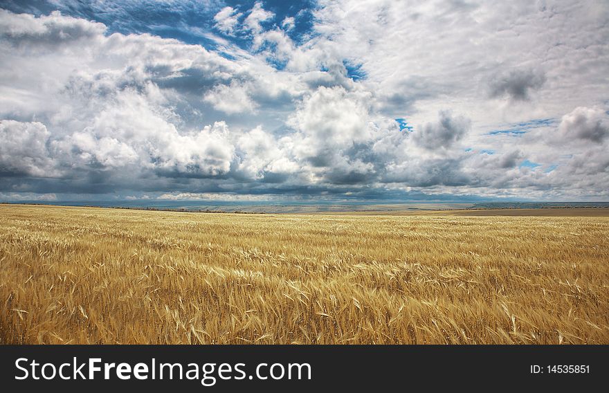 Field Of Yellow Wheat