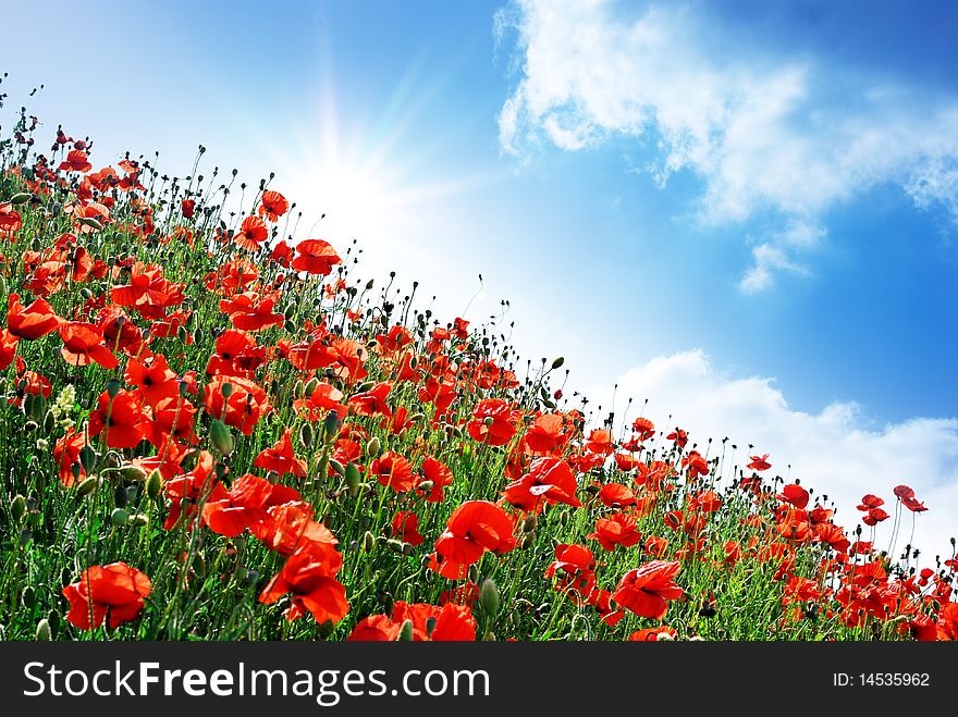 Poppies hill and sunny sky. Composition of spring nature.
