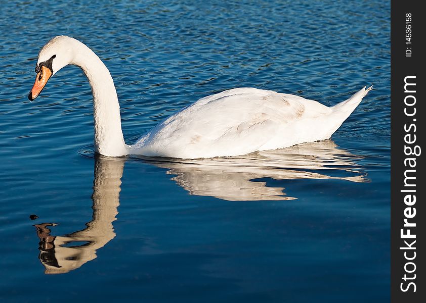 Swan With Reflections On A Clear Blue Lake