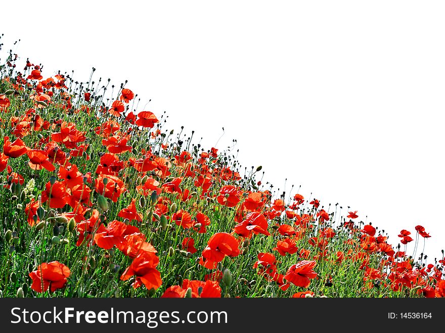 Isolated poppies hill