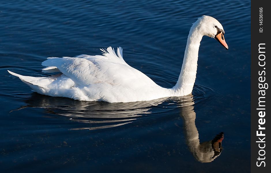 Swan With Reflections On A Clear Blue Lake