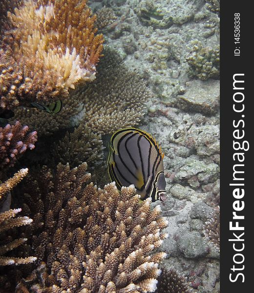 Tropical butterflyfish is swimming in shallow lagune. Tropical butterflyfish is swimming in shallow lagune.