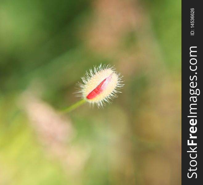 Picture of one beautiful fresh poppy bud