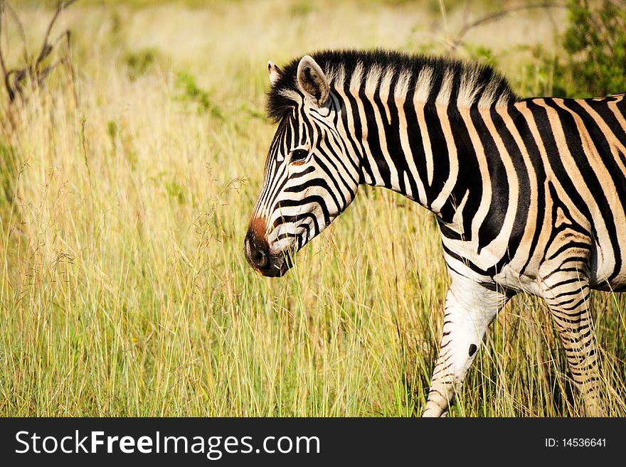 Zebra close-up in landscape orientation