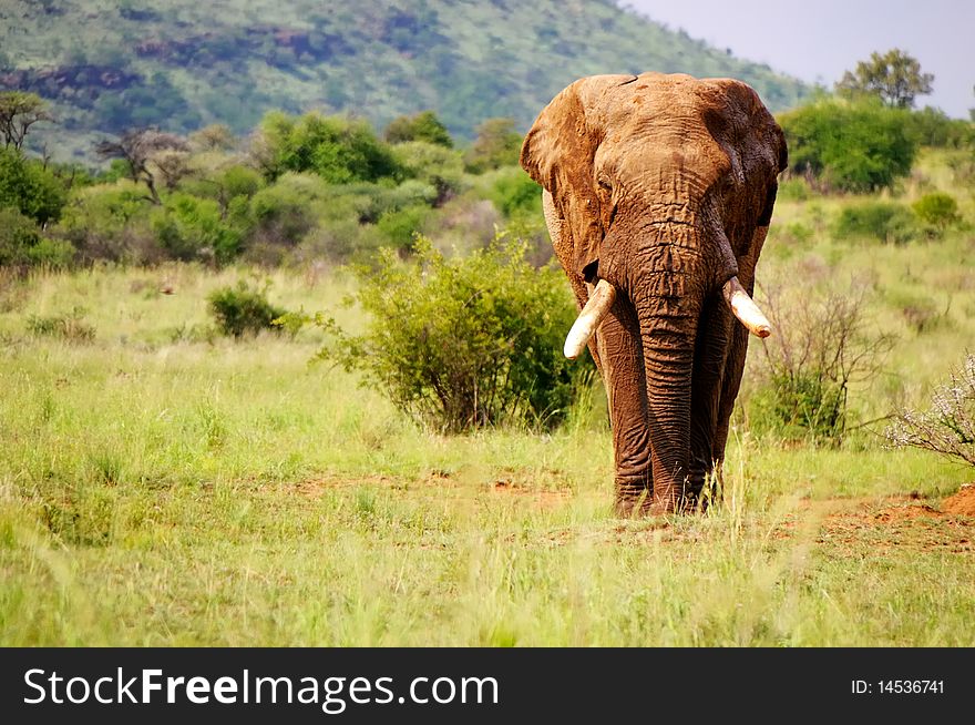 Front view of elephant with closed ears. Front view of elephant with closed ears