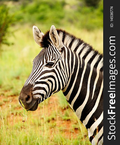 Zebra head closeup in portrait orientation. Zebra head closeup in portrait orientation