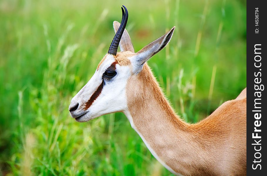 Close view of springbok head