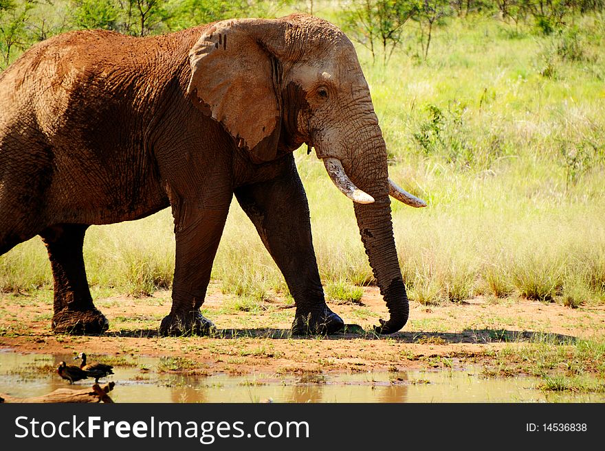 Walking elephant