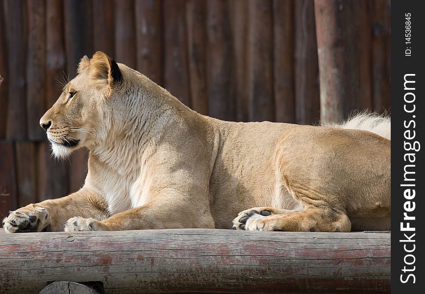 Lion shot from profile in Bratislava ZOO. Lion shot from profile in Bratislava ZOO.