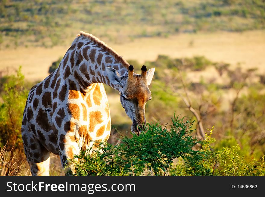 Giraffe is eating acacia bush leave at the evening sunlight. Giraffe is eating acacia bush leave at the evening sunlight
