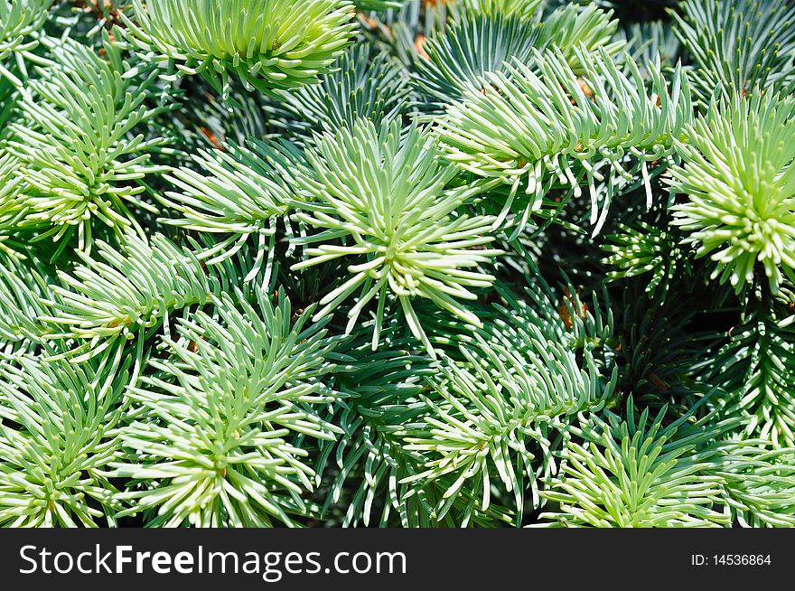 Blue Spruce Branches Close-up