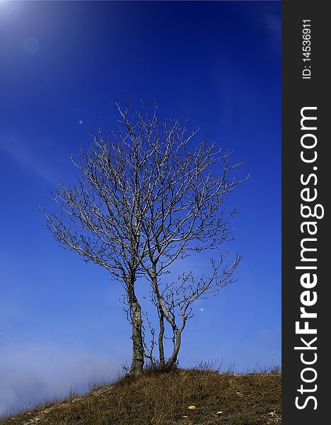 Lone tree at the top of the hill. Lone tree at the top of the hill