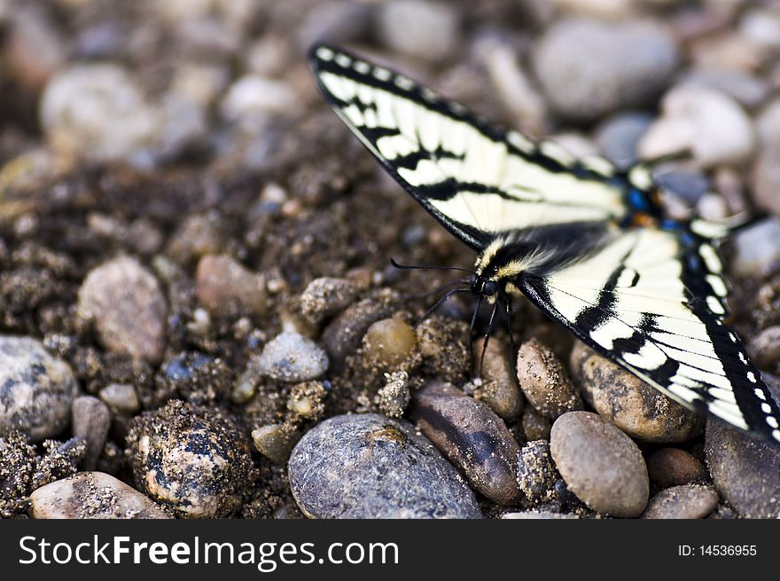 Canadian Tiger Swallowtail butterfly seeking water among the rocks.