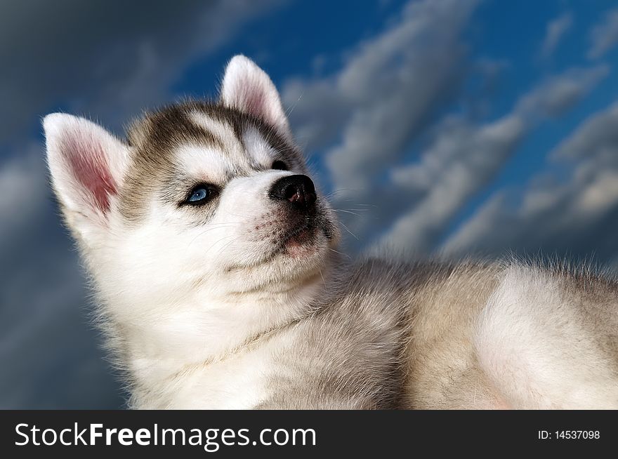 One Little cute puppy of Siberian husky dog outdoors. One Little cute puppy of Siberian husky dog outdoors