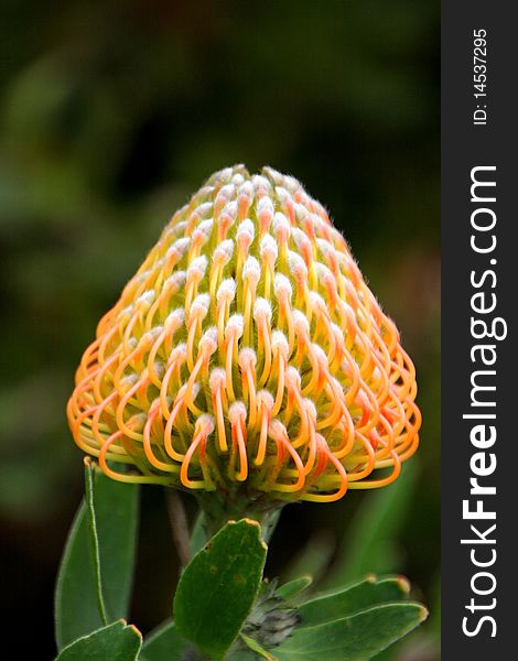 Beautiful protea flower blooming in vivid color
