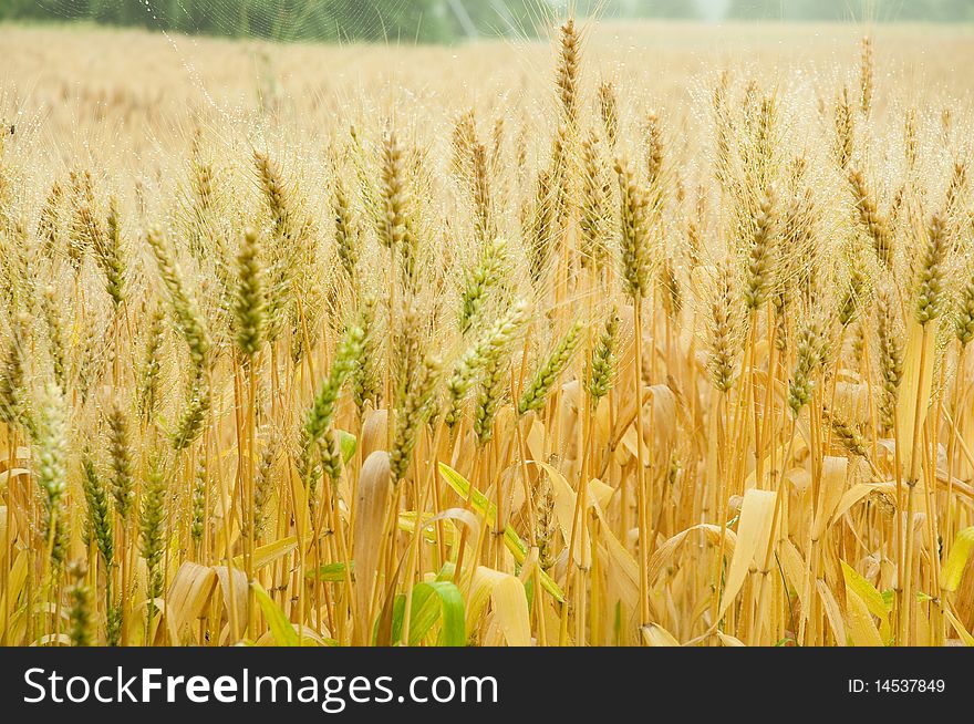 Wheat, the cornfield in summer. Means a harvest in autumn.