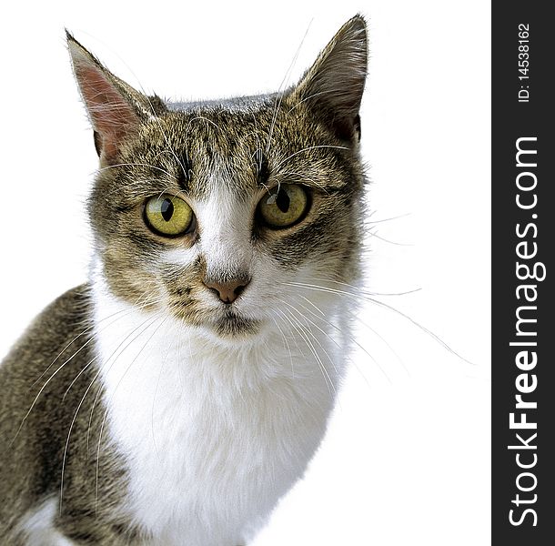 Adult tabby cat with a fixed look