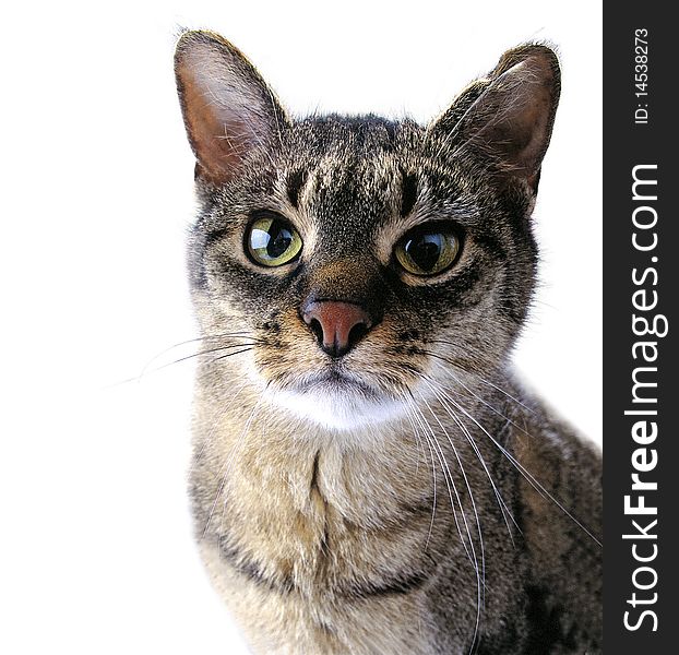 Adult tabby cat with a fixed look