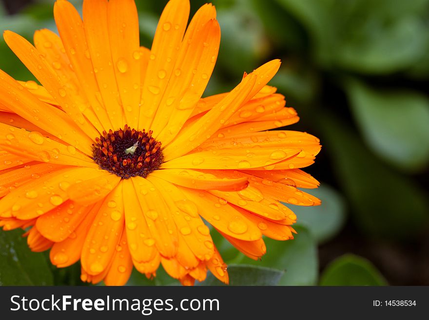 Macro of a gerbera with a lot of small water drops. Macro of a gerbera with a lot of small water drops.