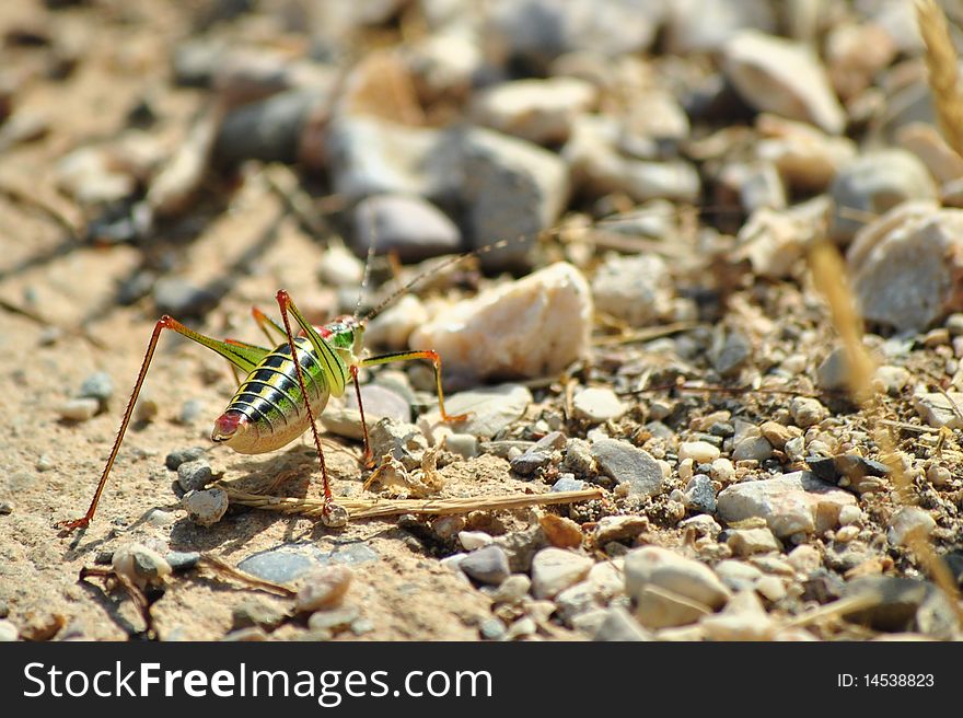 Colorful cricket crossing a path.