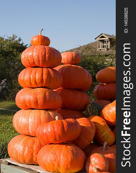 Orange Pumpkins