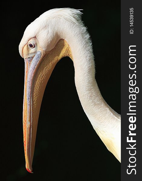 White pelican head on black background. White pelican head on black background