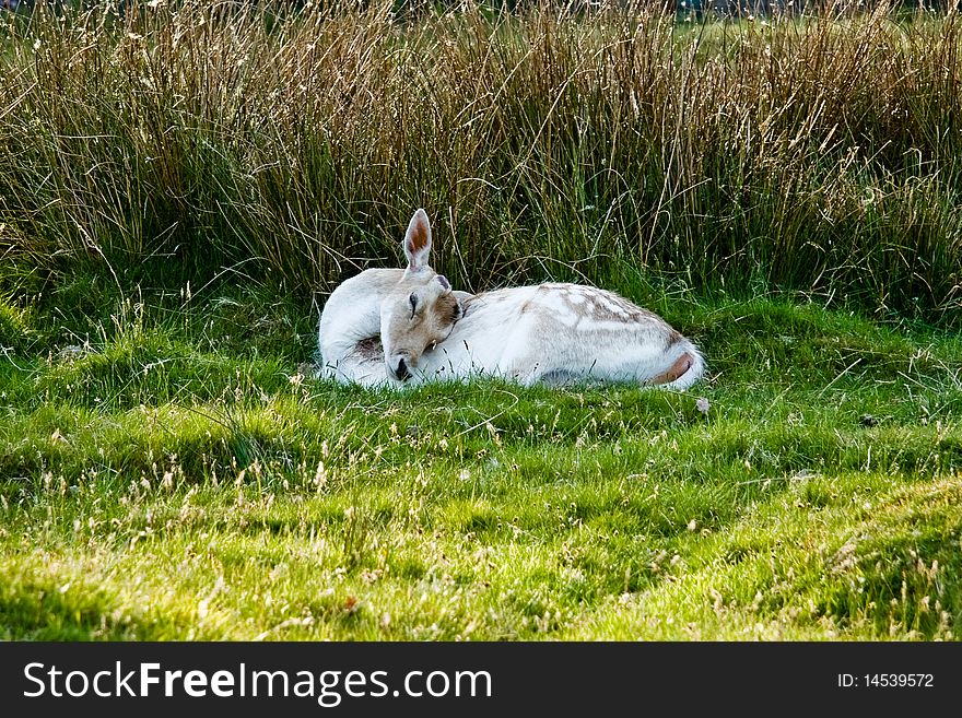 Young sleeping deer on the sunny juicy meadow