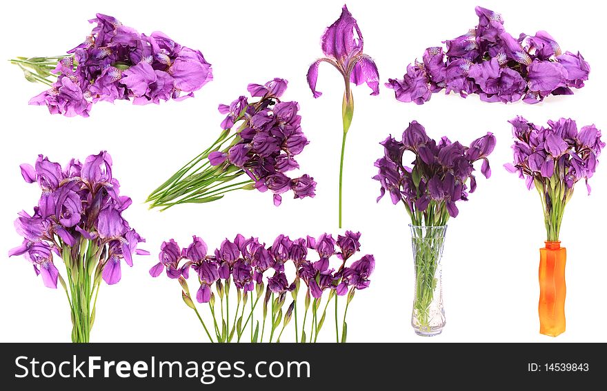 Set flowers irises, on a white background is isolated. Set flowers irises, on a white background is isolated.