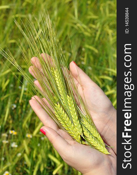 Woman holding green wheat on a field. Woman holding green wheat on a field