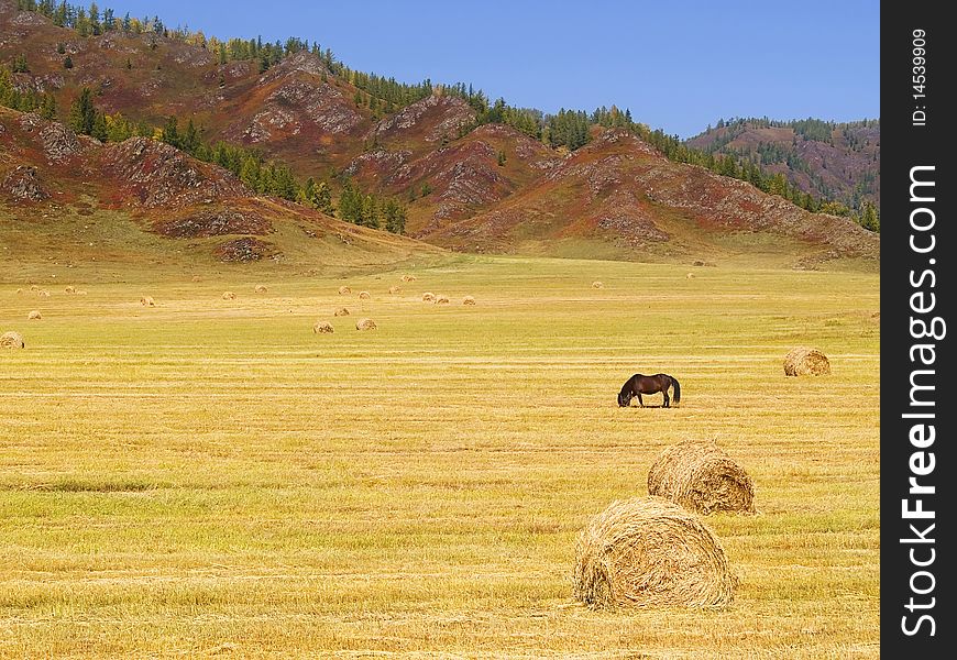 Horse on a field with haystacks in autumn mountains. Horse on a field with haystacks in autumn mountains