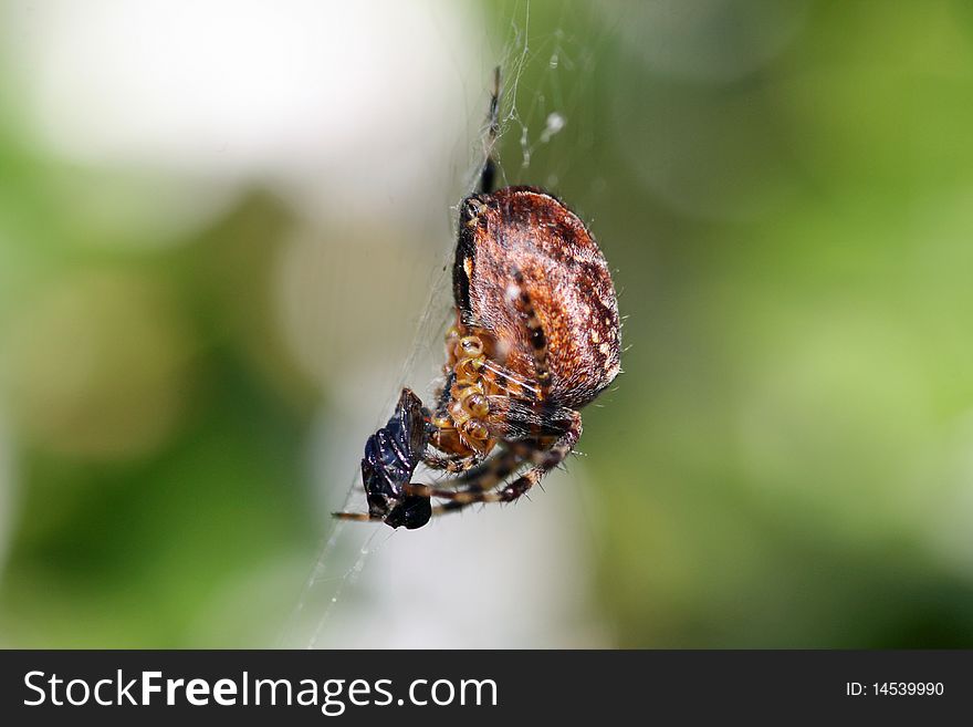Closeup of a spider in its web