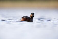 Free A Flock Of Wild Geese Flying In Silhouettes In The Morning Light In The Netherlands. Stock Images - 145306744