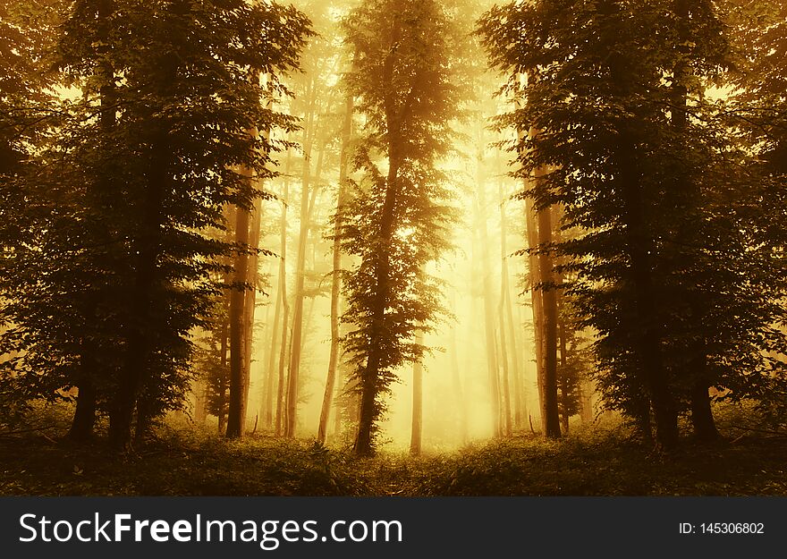 Symmetrical forest background with fog at sunset