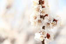 Free Beautiful Apricot Tree Branch With Tiny Tender Flowers Outdoors. Awesome Spring Blossom Stock Images - 145312754