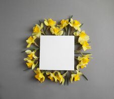Flat Lay Composition With Daffodils On Grey Background. Fresh Spring Flowers Stock Images