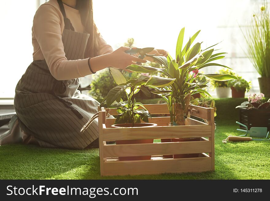 Woman taking care of plants indoors. Home gardening