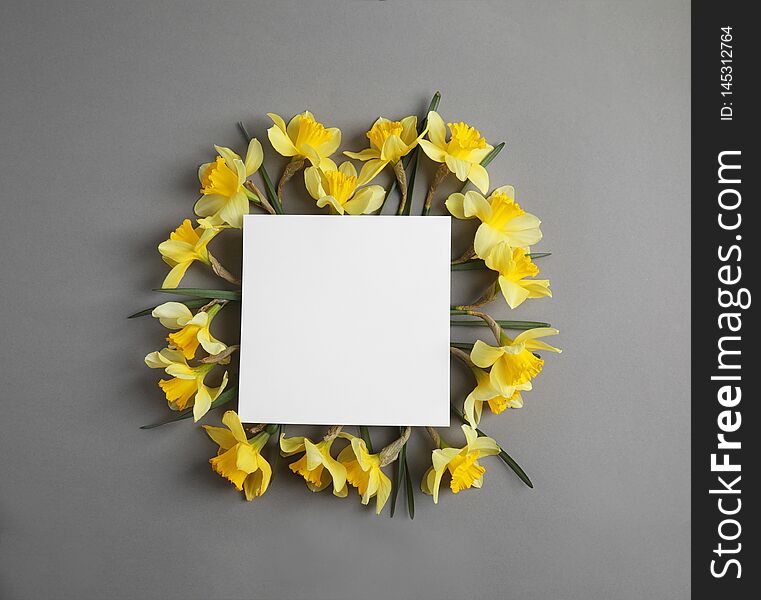 Flat lay composition with daffodils on grey background. Fresh spring flowers