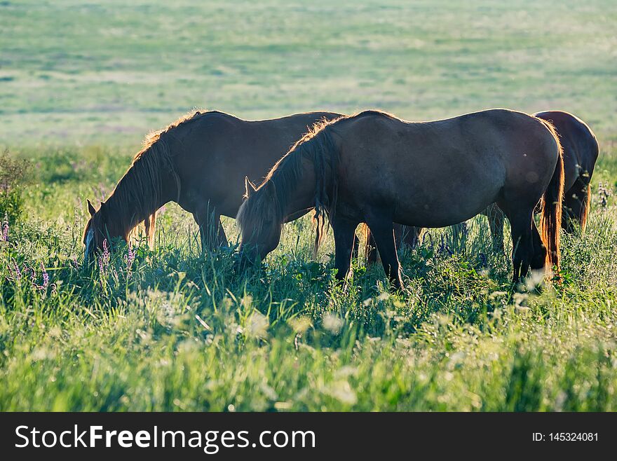 Several beautiful horses graze in field. Calm spring background