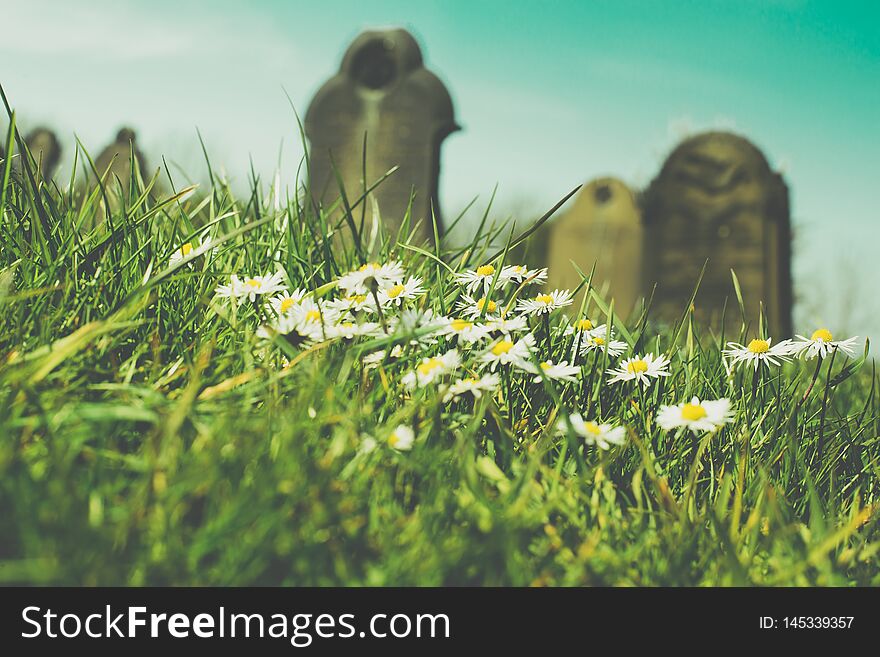 Spiring flowers on old cemetery