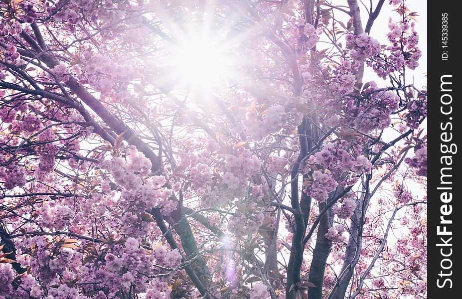 Sunny day in spring tree