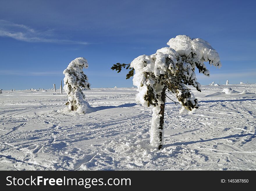 Fir trees covered in snow on Swedish mountain