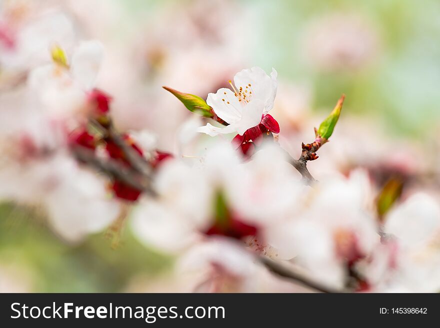 Apricot flower spring nature close up macro awekening life