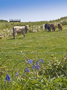 Farm Cows Cattle Grazing In Meadow Stock Image