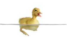 Nestling Of Duck Royalty Free Stock Images