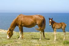 Horses Royalty Free Stock Photos Horses Royalty Free Stock Photos