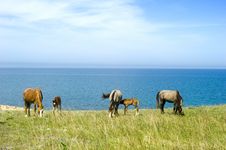 Horses Royalty Free Stock Photo Horses Royalty Free Stock Photo