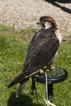 Falcon Royalty Free Stock Images Falcon Royalty Free Stock Images